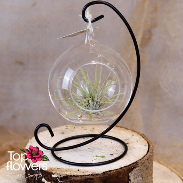 Tillandsia in hanging glass sphere