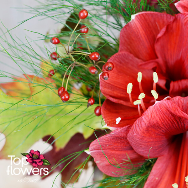 Amaryllis | Arrangement