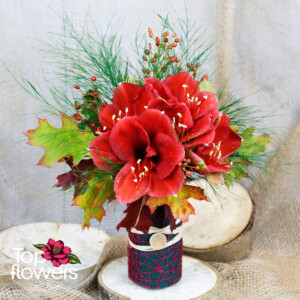 Amaryllis | Arrangement