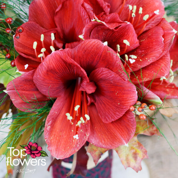 Amaryllis | Arrangement