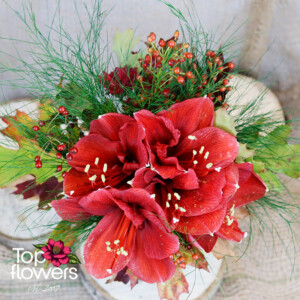 Amaryllis | Arrangement