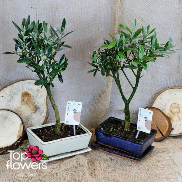 Bonsai | Olive (Olea europaea bonsai)