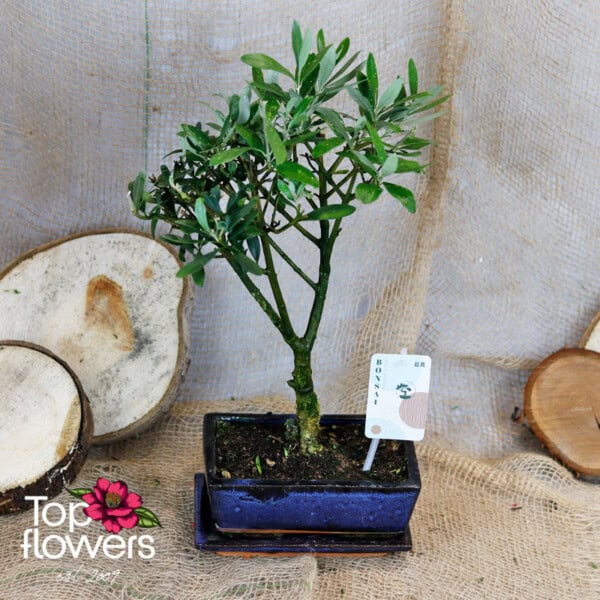 Bonsai | Olive (Olea europaea bonsai)