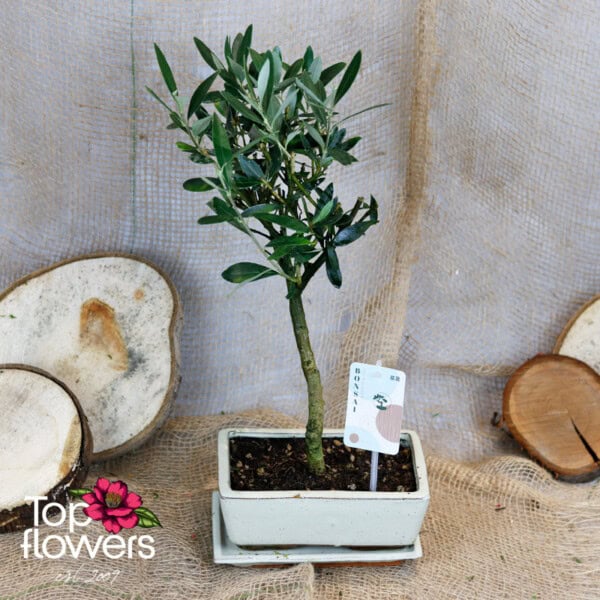 Бонсай | Маслина (olea europaea bonsai)