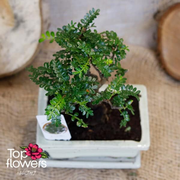 Bonsai | Zanthoxylum (Zanthoxylum piperitum)