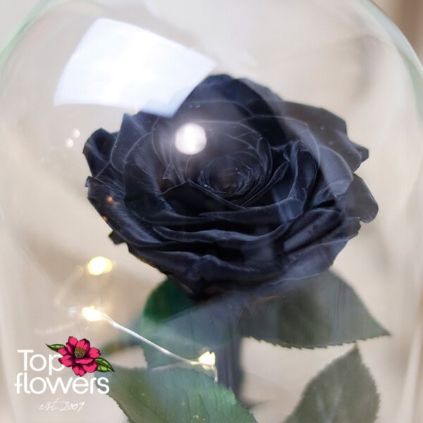 Eternal Black Rose in a Glass Dome - Image 9