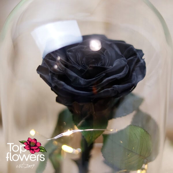 Eternal Black Rose in a Glass Dome - Image 10