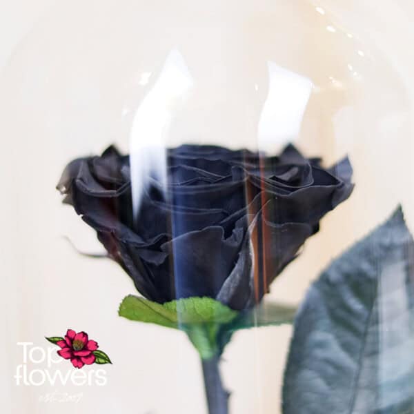 Eternal Black Rose in a Glass Dome - Image 3