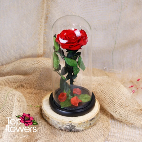 Eternal Red Rose in a Glass Dome