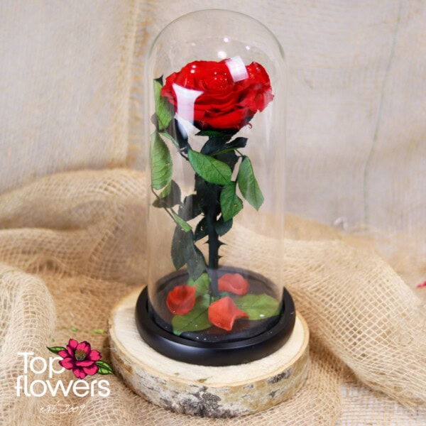 Eternal Red Rose in a Glass Dome