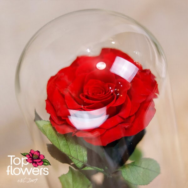 Eternal Red Rose in a Glass Dome