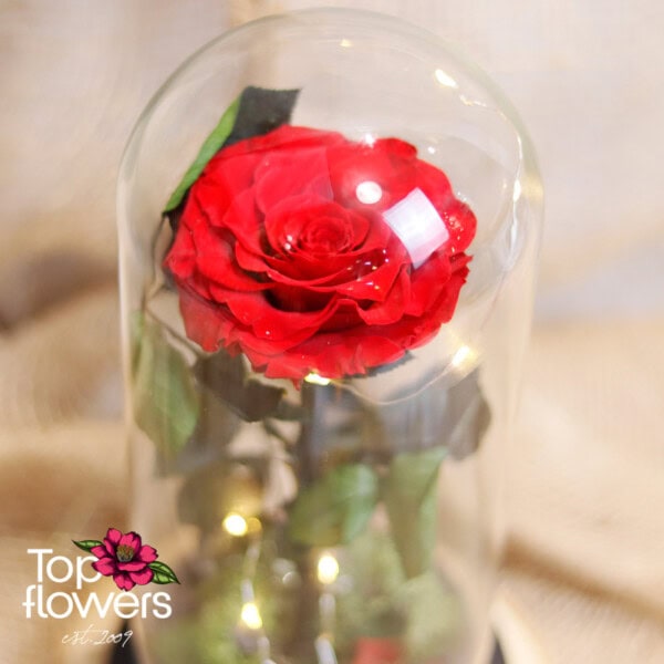 Eternal Red Rose in a Glass Dome