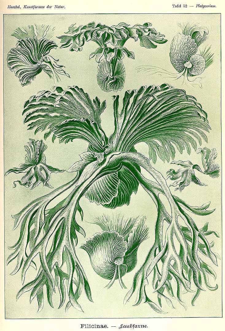 Еленови рога (Platycerium)