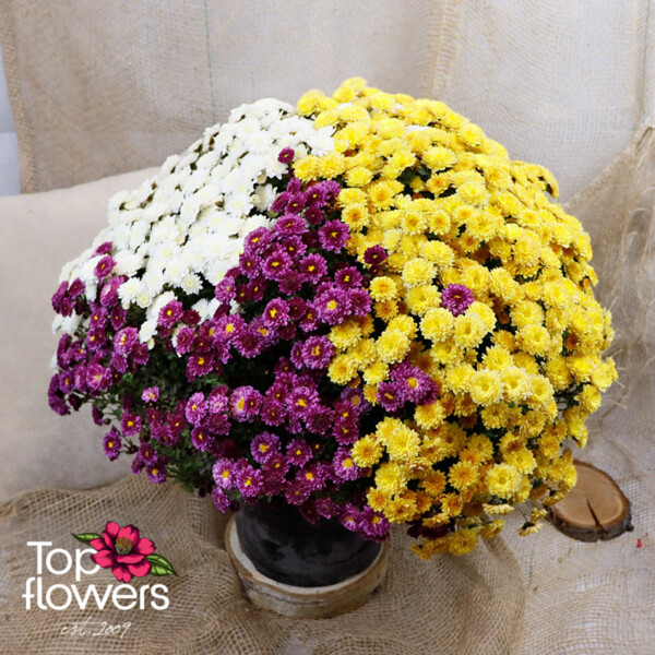 Chrysanthemum | Different colors