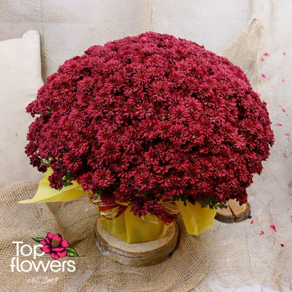 Chrysanthemum | Different colors