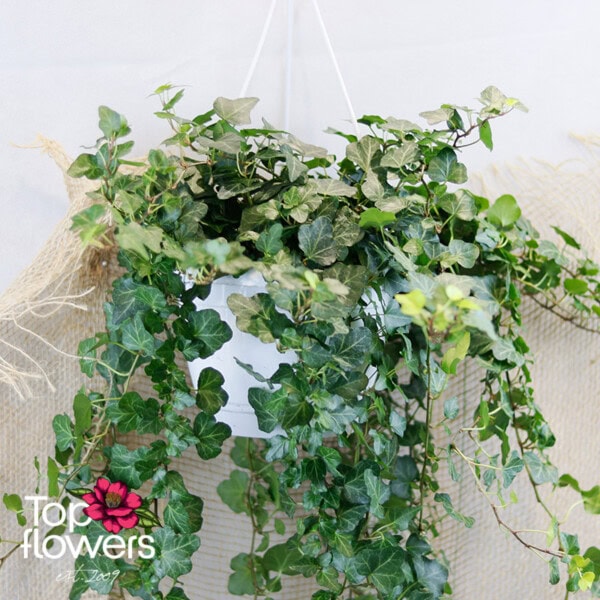 Ivy (Hedera) - Image 2