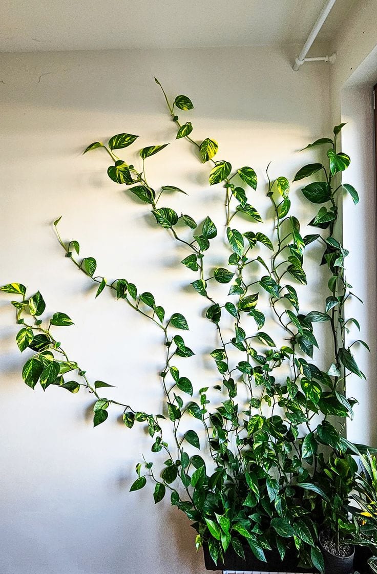 Epipremnum aureum | Devil's Ivy: The Perfect Houseplant