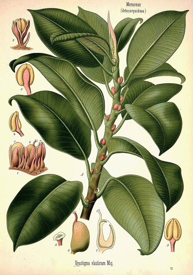 Ficus Elastica (Rubber Tree)