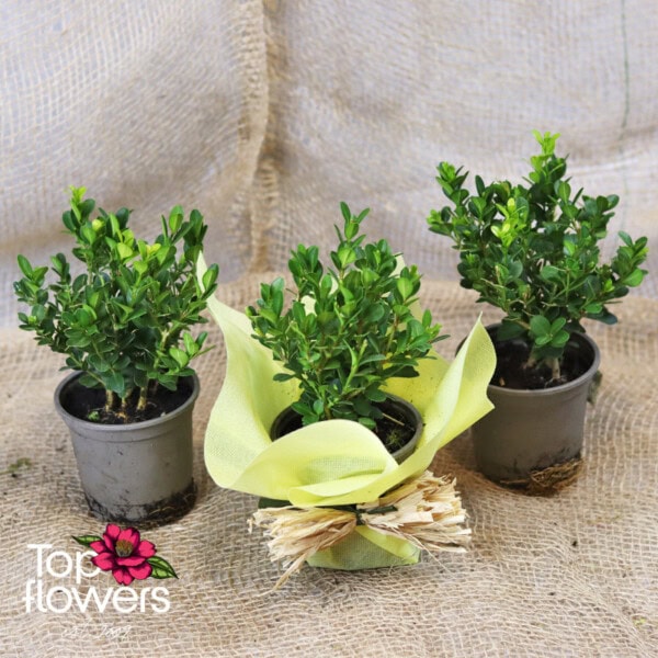 Boxwood (Buxus) - Image 2