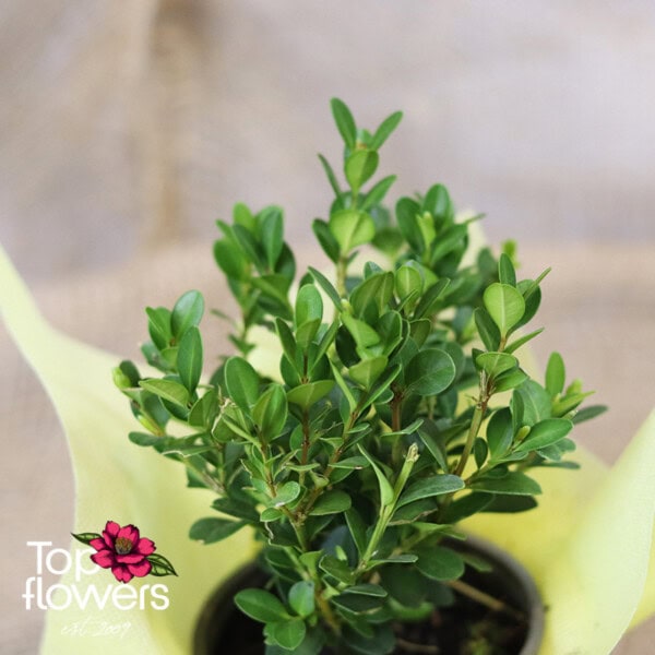 Boxwood (Buxus) - Image 4