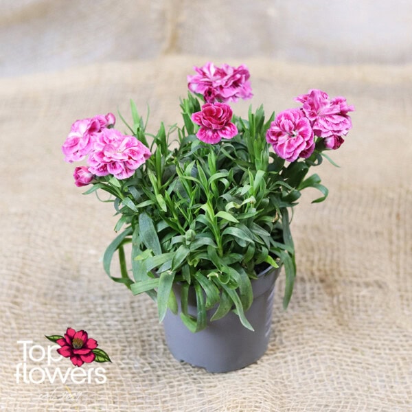 Carnation (Dianthus caryophyllus) - Image 4