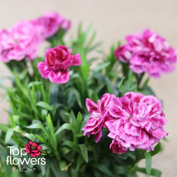 Carnation (Dianthus caryophyllus) - Image 3