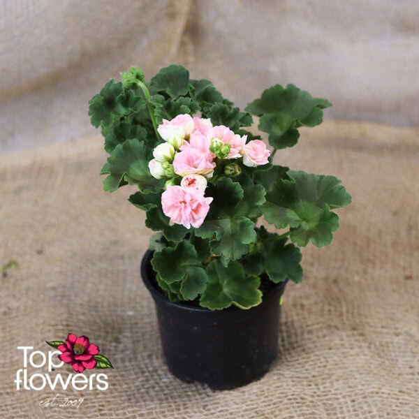 Geranium (Pelargonium) - Image 3