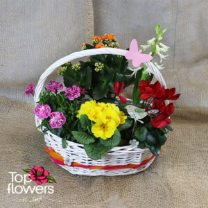 Spring World | Basket with live plants