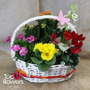 Spring World | Basket with live plants