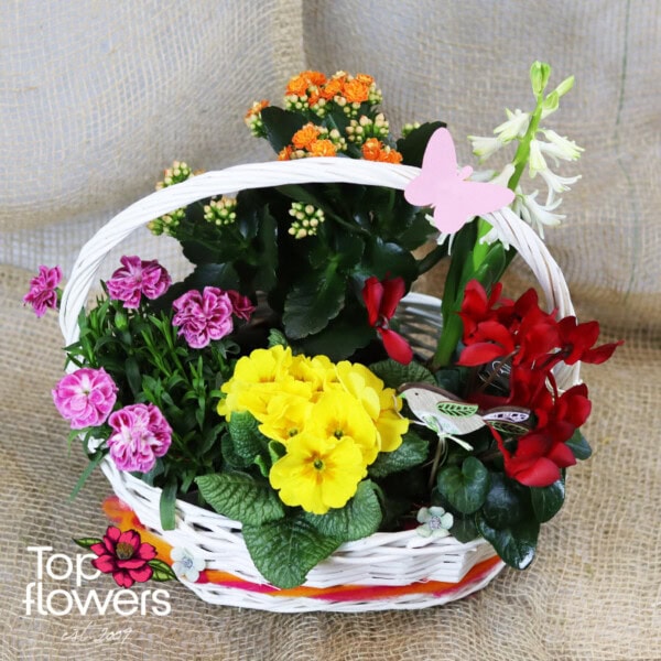 Spring World | Basket with live plants - Image 3