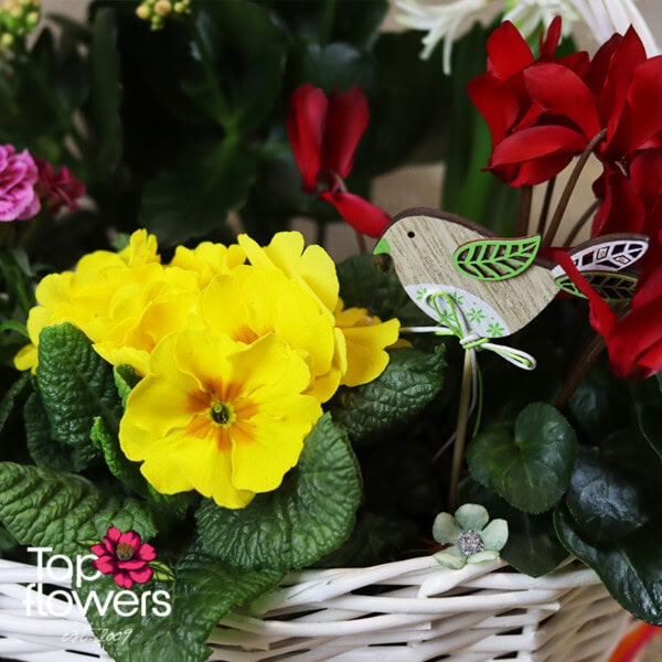 Spring World | Basket with live plants - Image 5